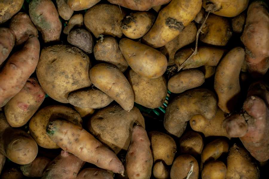 Rezept Foto vom Kartoffelbrei. Die rohen Kartoffeln liegen in einer Obstkiste bereit geschält uu werden. Es sind unterschiedliche Kartoffelsorten.